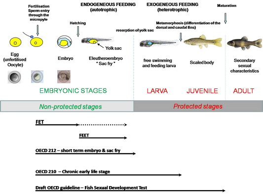 ECHA will evaluate the fish embryo toxicity test